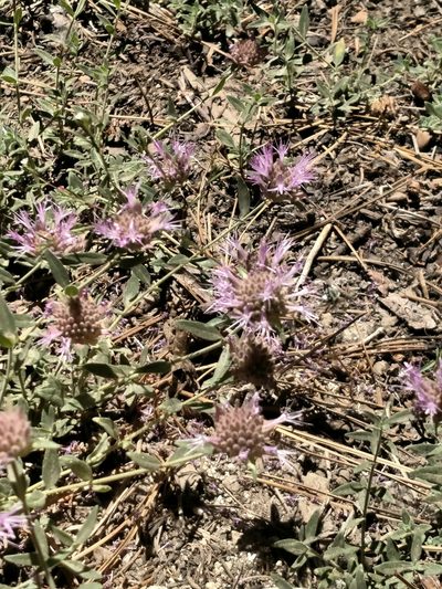 Monardella australis, photographed by George Raymond