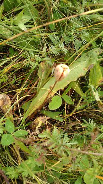 Fritillaria collina, photographed by Михаил Орлов
