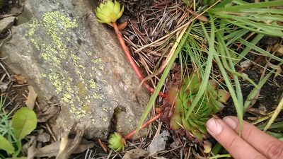 Sempervivum caucasicum, photographed by Михаил Орлов
