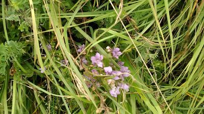 Gentianella biebersteinii, photographed by Михаил Орлов
