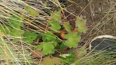 Geranium renardii, photographed by Михаил Орлов