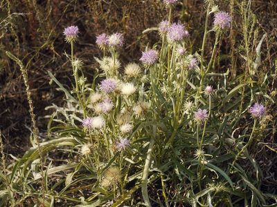 Jurinea longifolia, photographed by Roman