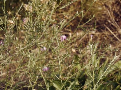 Centaurea borysthenica, photographed by Roman