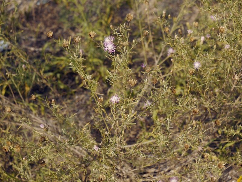 Centaurea borysthenica, photographed by Roman