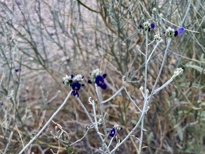 Psorothamnus scoparius, photographed by CK2AZ
