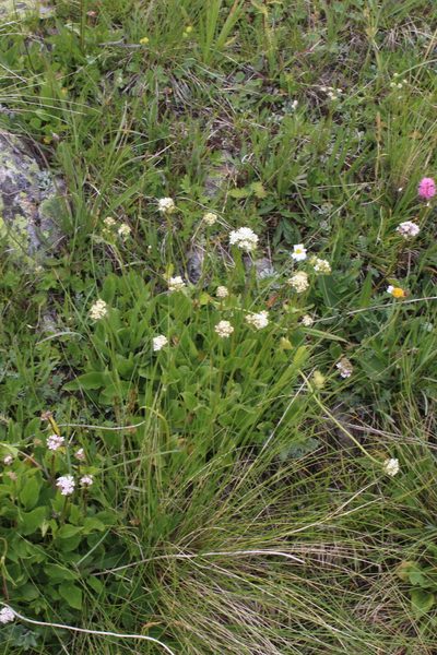 Valeriana alpestris, photographed by Dmitriy Bochkov