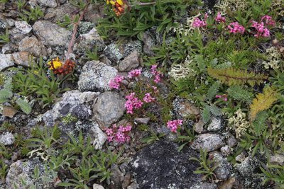 Cynanchica cristata, photographed by Dmitriy Bochkov