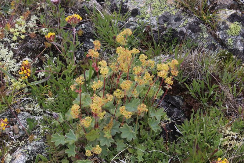 Alchemilla caucasica, photographed by Dmitriy Bochkov