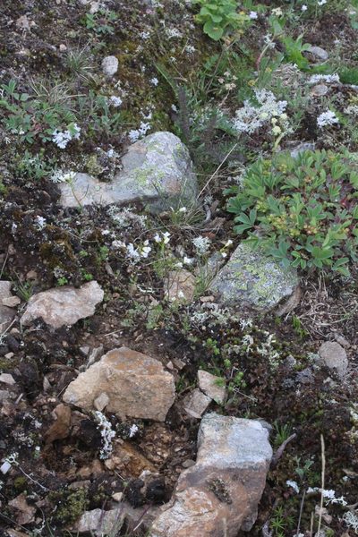 Oreophyton huetii, photographed by Dmitriy Bochkov