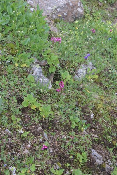 Pedicularis nordmanniana, photographed by Dmitriy Bochkov