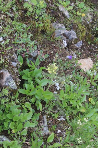 Pedicularis sibthorpii, photographed by Dmitriy Bochkov