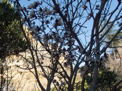 Dalbergia pervillei, photographed by lallen