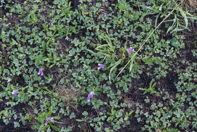 Corydalis conorhiza, photographed by Dmitriy Bochkov
