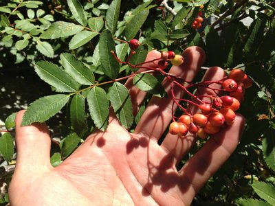Sorbus californica, photographed by Ken-ichi Ueda