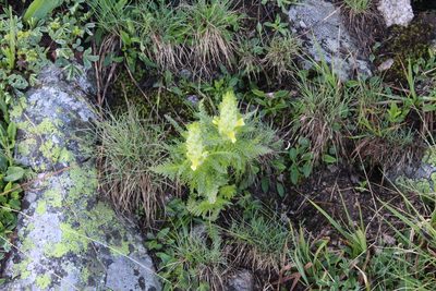 Pedicularis condensata, photographed by Dmitriy Bochkov