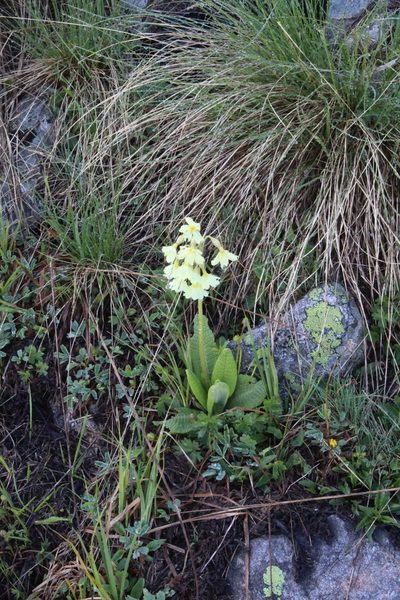 Primula ruprechtii, photographed by Dmitriy Bochkov