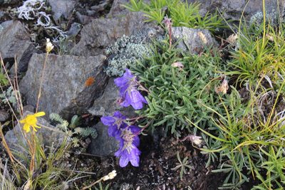 Campanula saxifraga, photographed by Dmitriy Bochkov