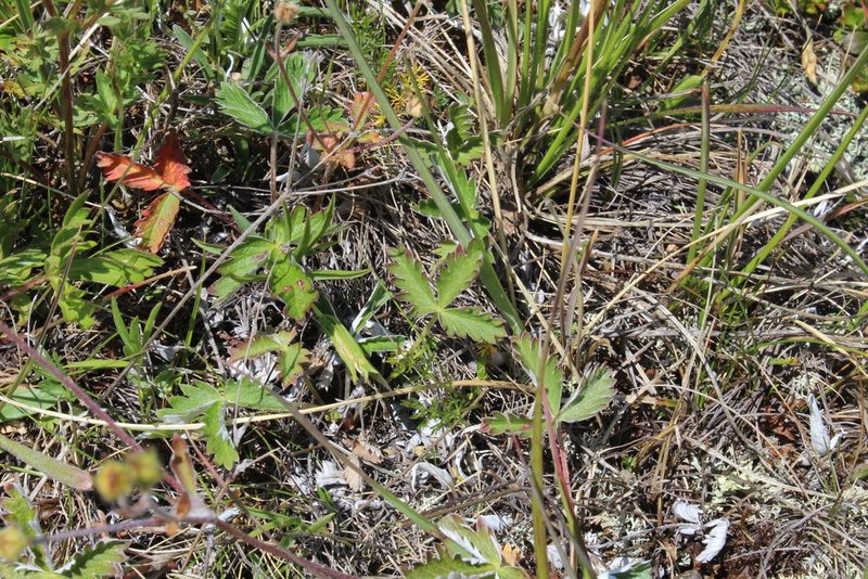 Potentilla nivea, photographed by Dmitriy Bochkov