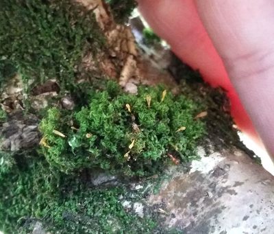 Ulota intermedia, photographed by George Greiff