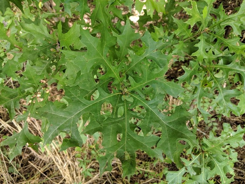 Quercus texana, photographed by Philip Vanbergen