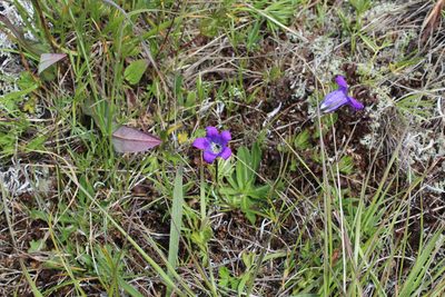Campanula ciliata, photographed by Dmitriy Bochkov
