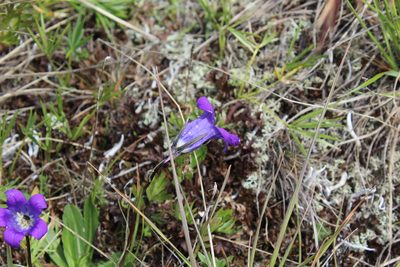 Campanula ciliata, photographed by Dmitriy Bochkov