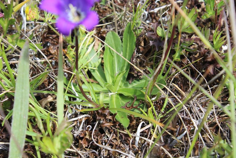 Campanula ciliata, photographed by Dmitriy Bochkov