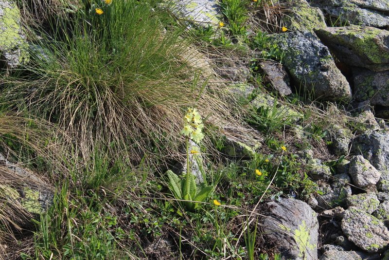 Primula ruprechtii, photographed by Dmitriy Bochkov