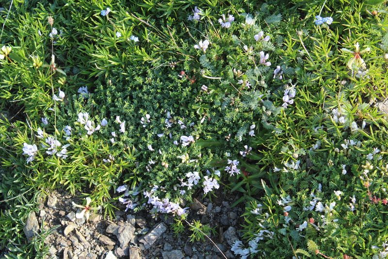 Astragalus levieri, photographed by Dmitriy Bochkov