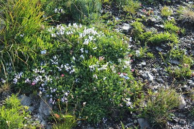 Astragalus levieri, photographed by Dmitriy Bochkov