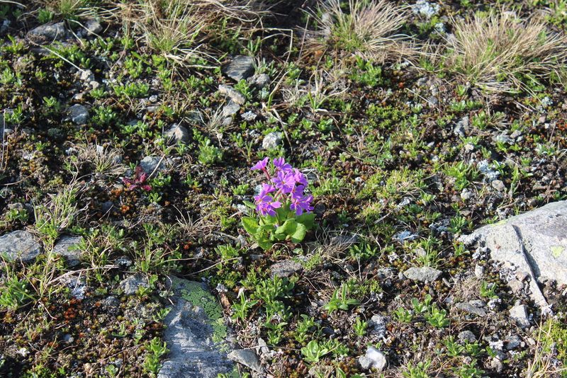 Primula amoena, photographed by Dmitriy Bochkov