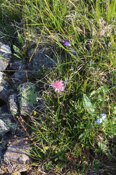Taraxacum porphyranthum, photographed by Dmitriy Bochkov