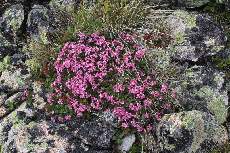 Cynanchica cristata, photographed by Dmitriy Bochkov
