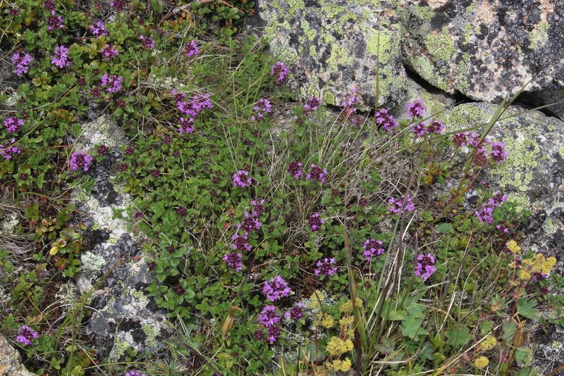 Thymus nummularius, photographed by Dmitriy Bochkov