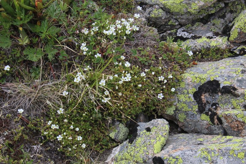 Pseudocherleria imbricata, photographed by Dmitriy Bochkov
