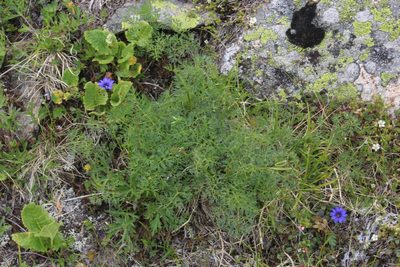 Lomatocarum alpinum, photographed by Dmitriy Bochkov