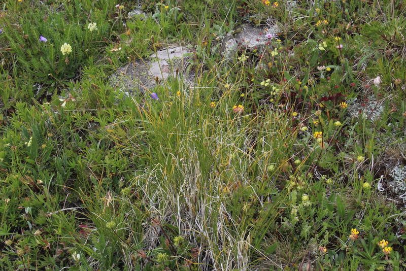 Carex capillifolia, photographed by Dmitriy Bochkov