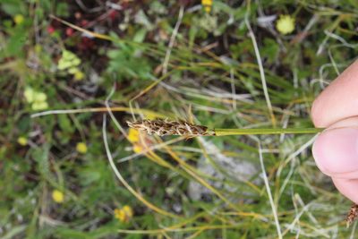 Carex capillifolia, photographed by Dmitriy Bochkov