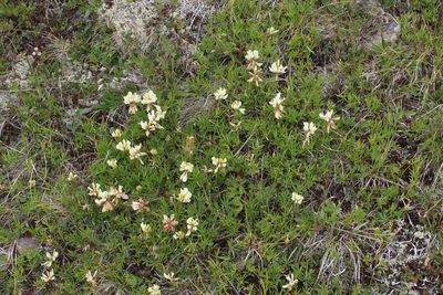 Trifolium polyphyllum, photographed by Dmitriy Bochkov