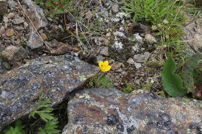 Saxifraga flagellaris, photographed by Dmitriy Bochkov