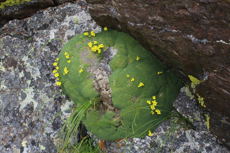 Draba bryoides, photographed by Dmitriy Bochkov