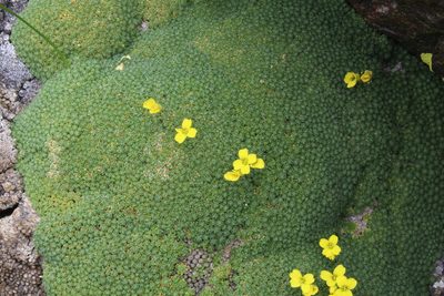 Draba bryoides, photographed by Dmitriy Bochkov