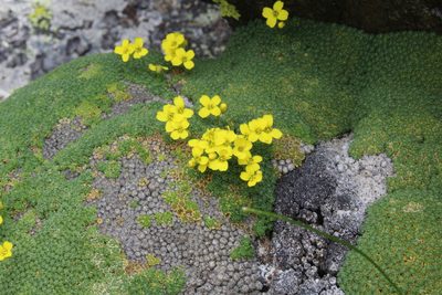 Draba bryoides, photographed by Dmitriy Bochkov
