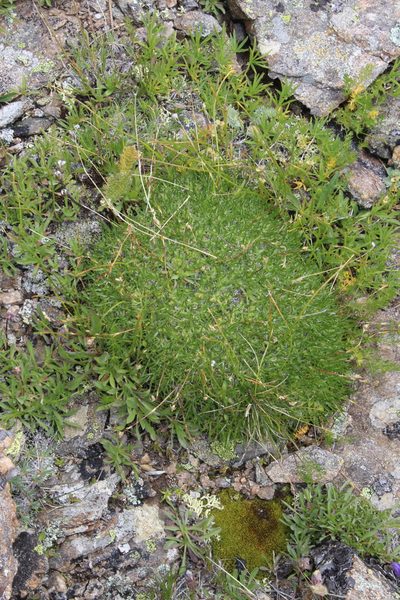 Gypsophila tenuifolia, photographed by Dmitriy Bochkov