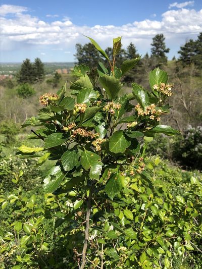 Crataegus erythropoda, photographed by Jared Shorma