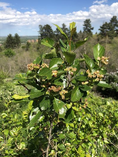 Crataegus erythropoda, photographed by Jared Shorma
