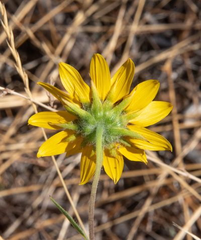 Helianthus exilis, photographed by Don Loarie
