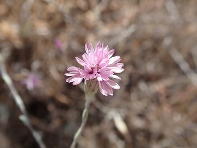 Lessingia hololeuca, photographed by joergmlpts