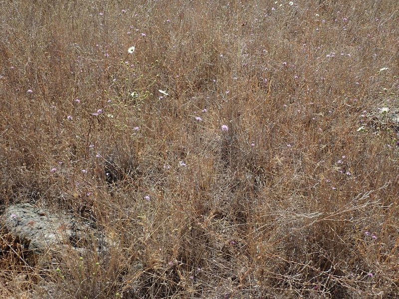 Lessingia hololeuca, photographed by joergmlpts