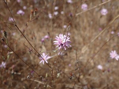 Lessingia arachnoidea, photographed by joergmlpts